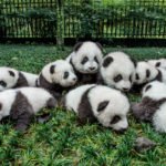 panda-mania